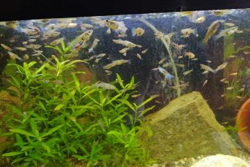 Vend guppy