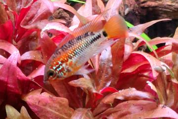 Apistogramma macmasteri