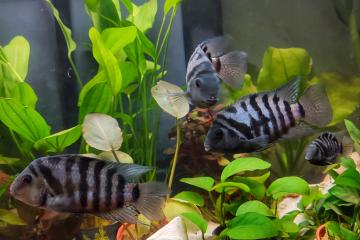 Amatitlania Nigrofasciata