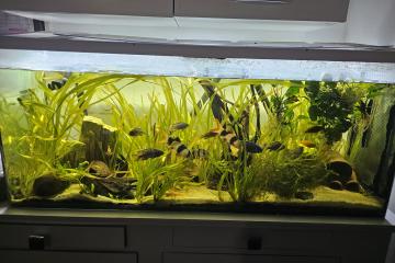 Aquarium 240L🎉 1m20