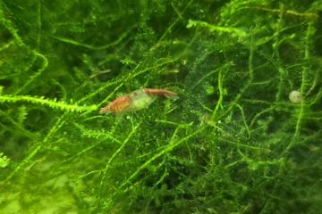 Crevettes Red Rili