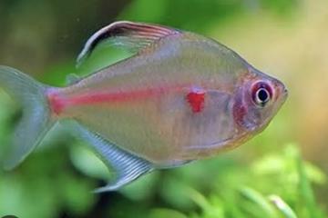 Lit poissons type amazoniens