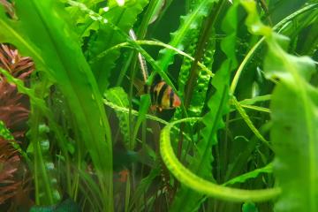 Barbus de Sumatra tetrazona