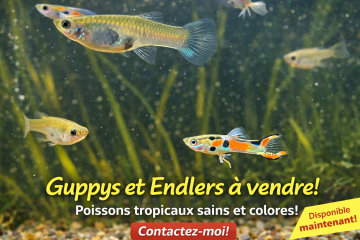 Guppy Endler