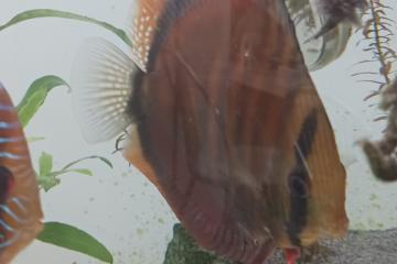 Discus et autre poisson