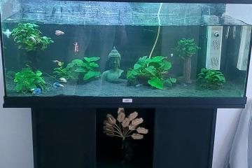 Aquarium Jewel 180L + meuble
