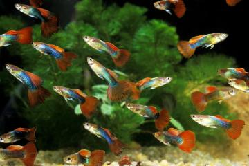 12 Guppy, 10 mâles 2 femelles