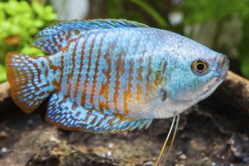 Gourami Naim Mâle (Colisa Lalia)