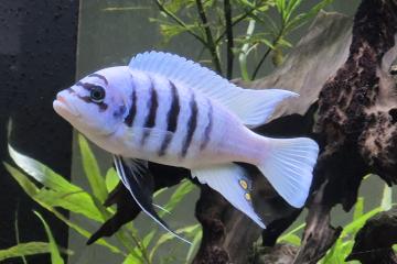 Pseudotropheus Maison reef