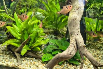 Banc de 6 tétra sang (Hyphessobrycon eques)