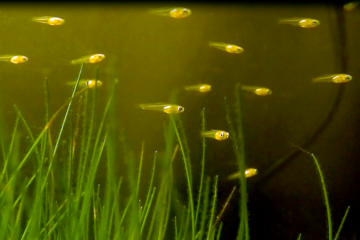 Bonjour je vends des Alevins Guppy (Poecilia reticulata)