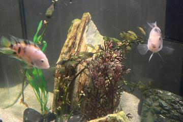 CICLIDES AMERIQUE CENTRALE