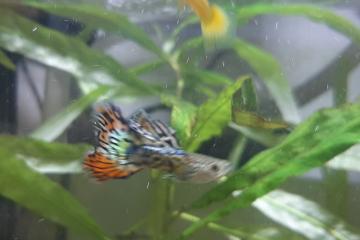 Platy guppy xipho