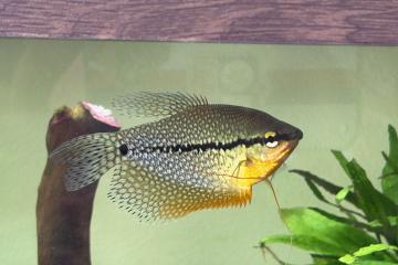 GOURAMI perlé