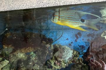 Poisson eau de mer Symphorichthys SPILURUS