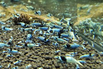 Caridina Mosura blue