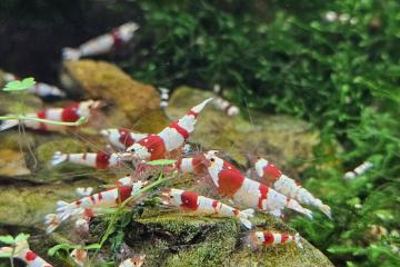 Caridina Crystal red