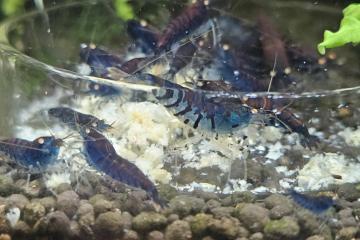 Caridina Tiger Blue orange eyes