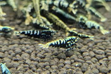 Caridina galaxy black