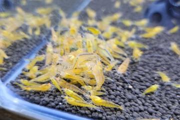 Caridina Yellow king kong orange eyes
