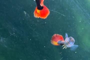 Poisson Molly,plats,guppys