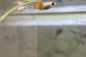 Alevin Platy 1/2 mois