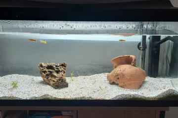 Aquarium complet avec poissons