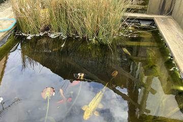 Koi bleue + shubunkin bassin