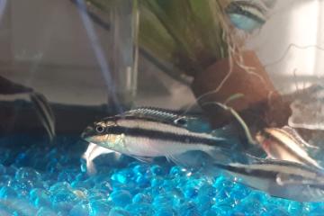 Jeunes pelvicachromis pulcher