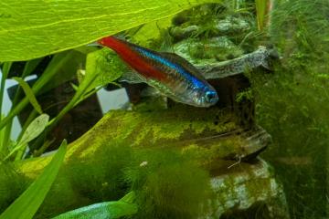 Néon bleu Paracheirodon innesi