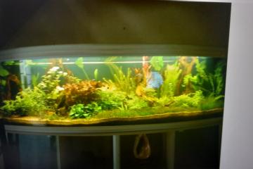 Aquarium complet