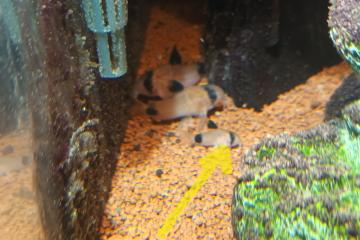 Corydoras panda