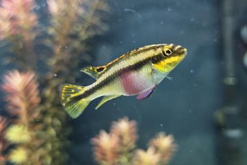 Couple Pelvicachromis pelmato