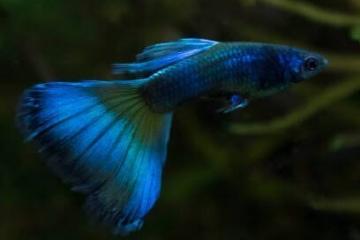 Guppy moscow blue