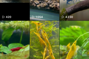 Neocaridina plusieurs souches dispos Nice et envoie