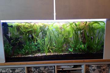 Aquarium / cuve nue 240 litres