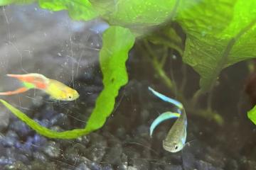 Guppy Endler mâles à vendre