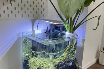 Monstera pour aquarium : racines développées