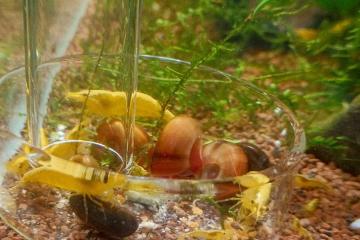 Crevette néocaridina yellow neon