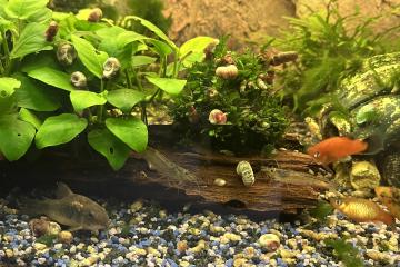 Vends Aquarium 450L tout équipé avec poissons plantes et deco