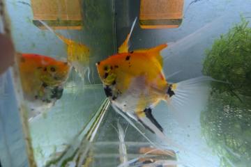 Scalaires Koi 3 cm – Jeunes – Prix lot – Brest