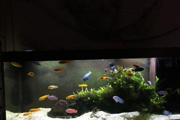 Pseudotropheus saulosi