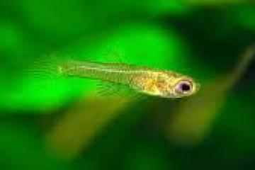 Alevins guppy endler