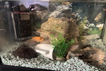 Aquarium 30L tout équipé + Vie aquatique (urgent)