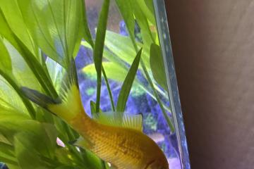 Vente de 9 poissons d’aquarium