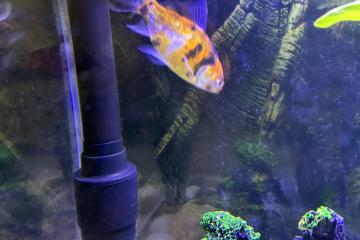 Vente de 9 poissons d’aquarium