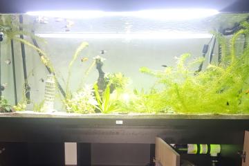 Vend aquarum de 450 litre avec filtration