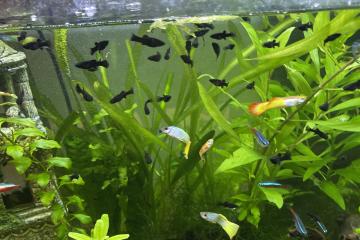 Poisson, Black Molly, plus Crevettes, rouge et noir