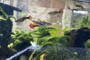 9 guppis