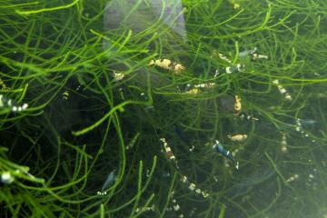 Crevettes Caradina pour Aquarium Lot de 10 + mousse de Java Aquarium poissons plantes